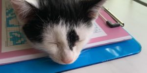 Kitten on a desk